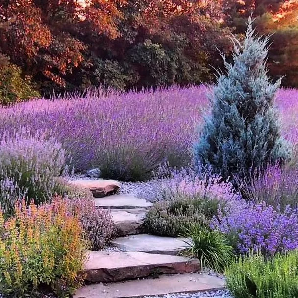 Summerhouse Lavender Farm via Facebook