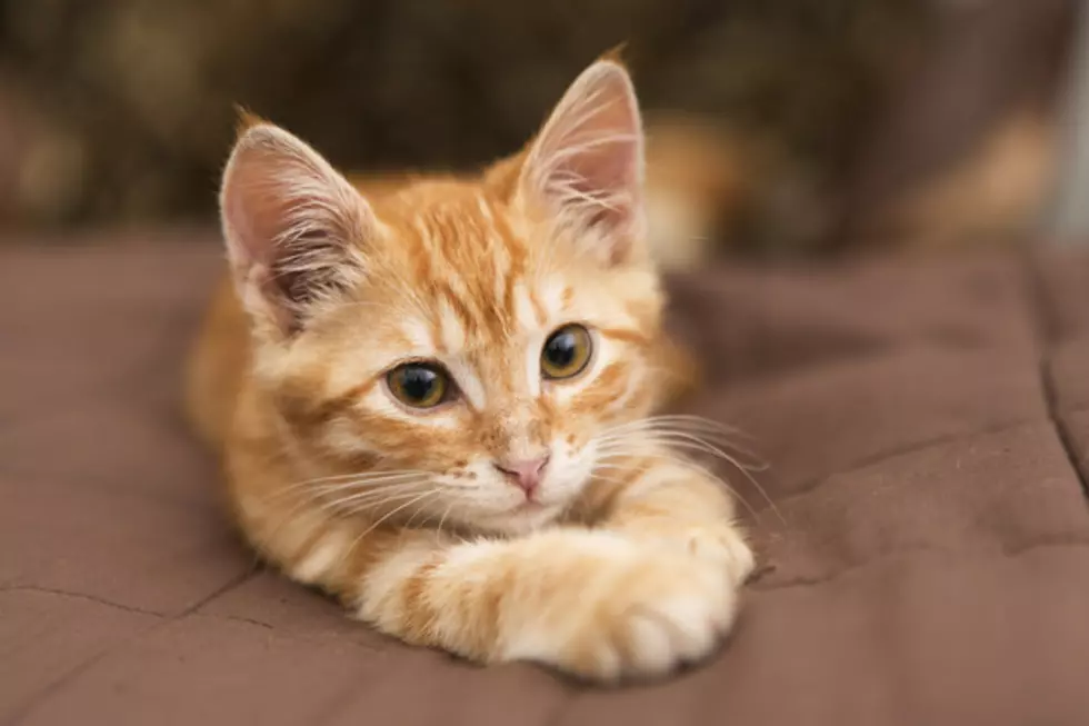Cop Rescues Kitten, Gets Marriage Proposals.. Yes Plural.