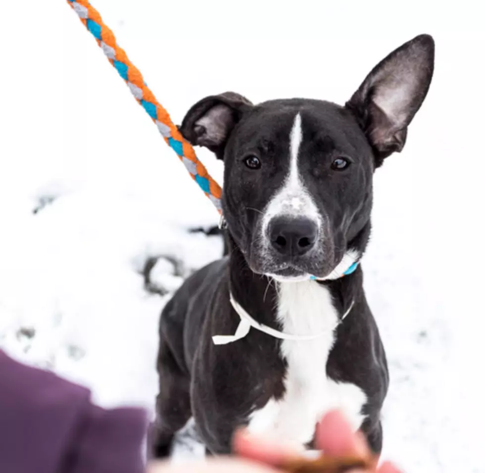 The Humane Society of W. MI is Having an Adoption Event this Week!