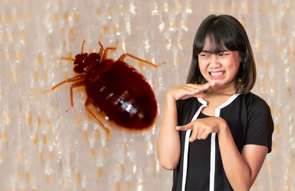 Oh No! Grand Rapids Ranked Top in Michigan for Bed Bugs AGAIN