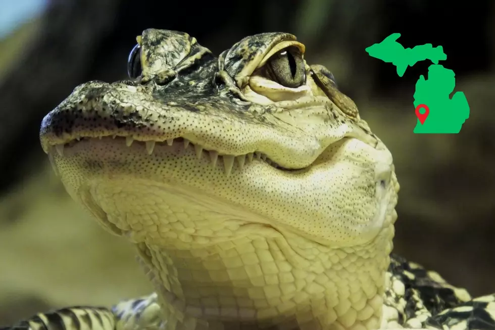 Alligator in Michigan? DNR Investigates Unusual Sighting at Crockery Lake