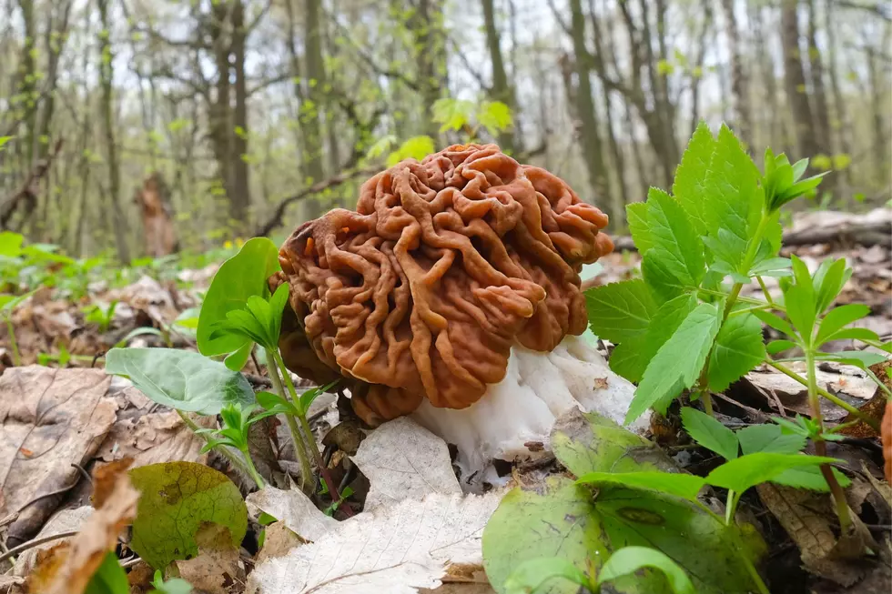 Avoid These Deadly Look-alike Mushrooms Found In Michigan