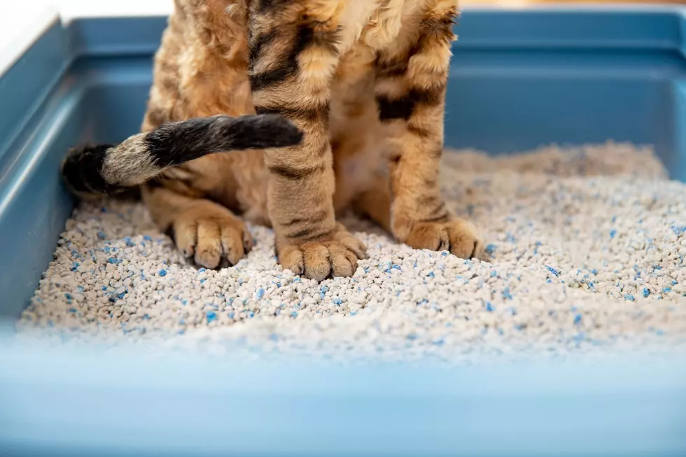 The Unexpected Michigan Invention Pet Owners Can’t Live Without