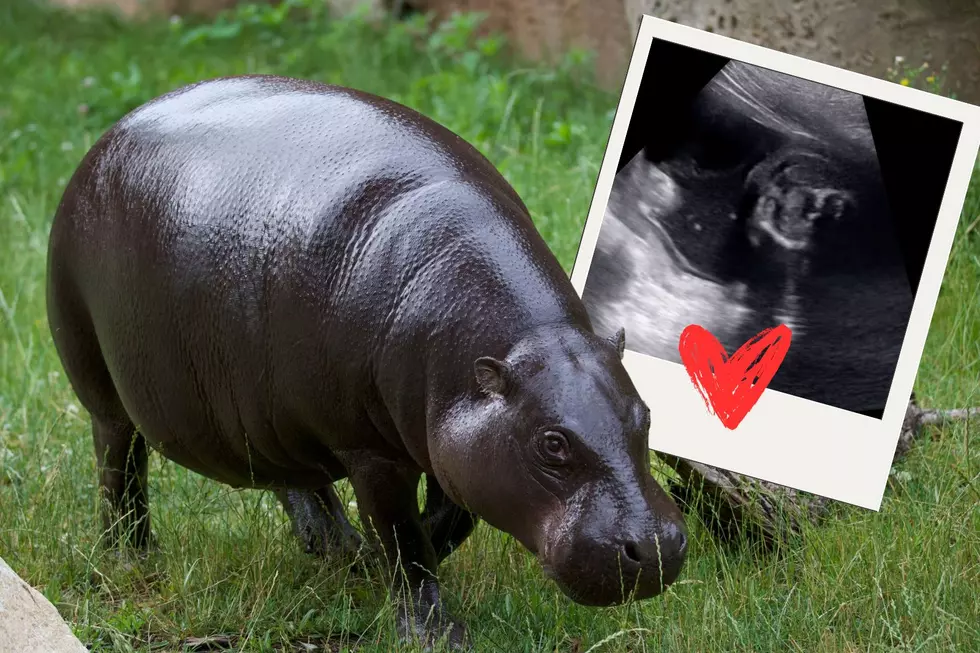 Grand Rapids’ John Ball Zoo Is Expecting a Pygmy Hippo Calf