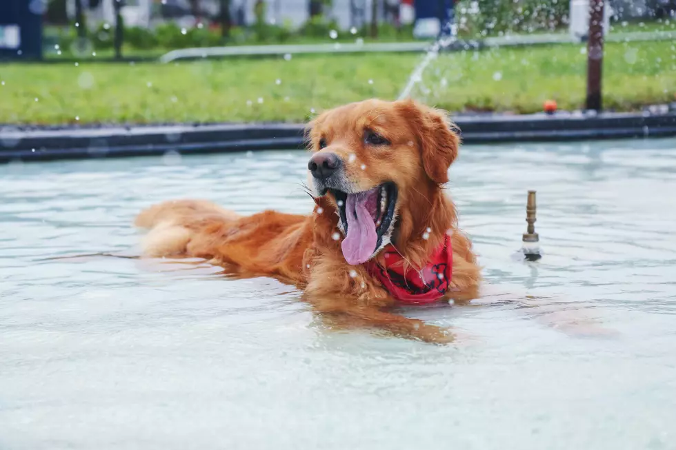 Grand Rapids Splash Pads: Can Your Dog Join the Summer Fun?