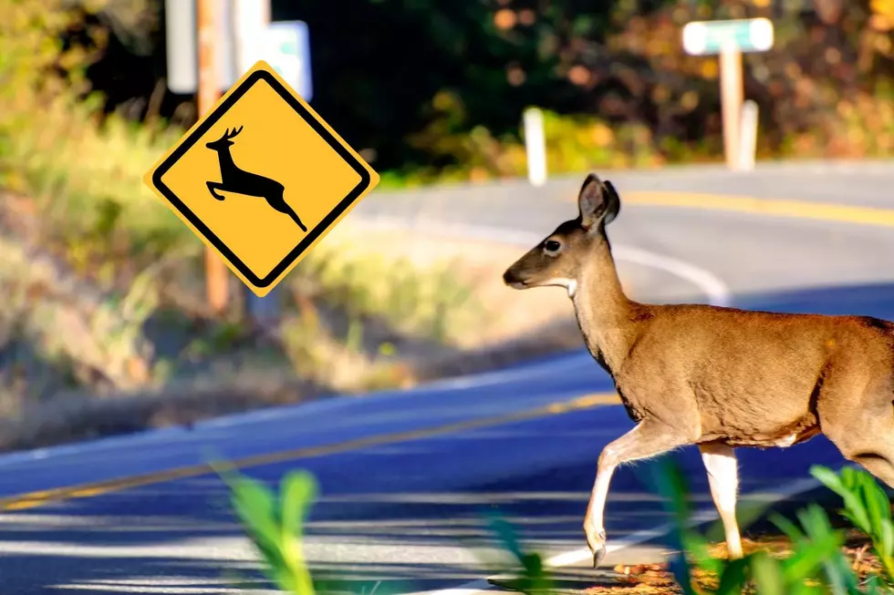 Simple Ways To Coexist With Urban Deer In West Michigan
