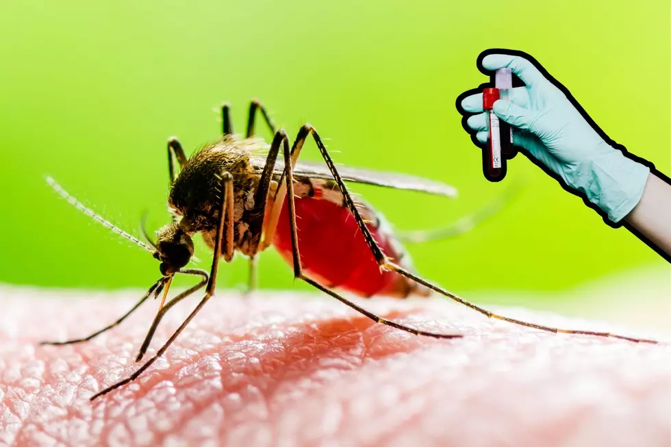 West Nile Virus Cases Rise To Seven In Michigan After Ionia County Confirmation