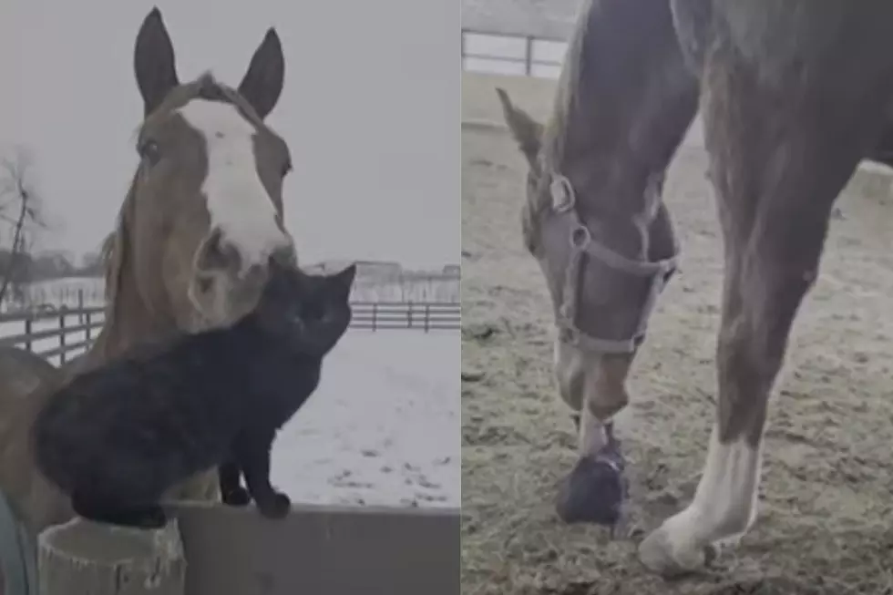 West Michigan Horse and Barn Cat’s Unlikely Friendship Is Melting Hearts