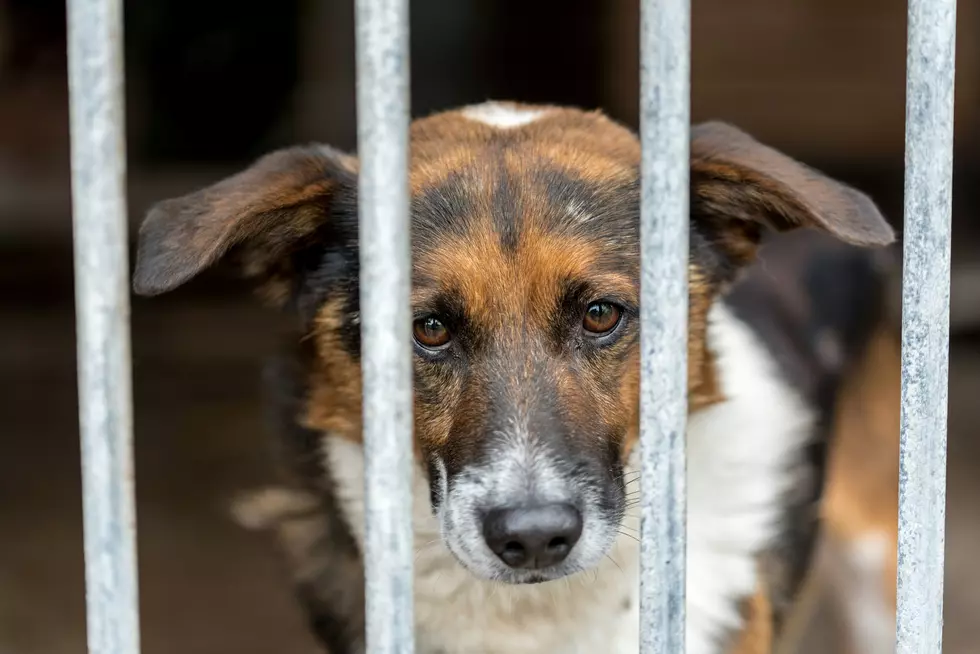 Michigan Home of Horror: 61 Dogs Found Amid Dead Pets and Filth