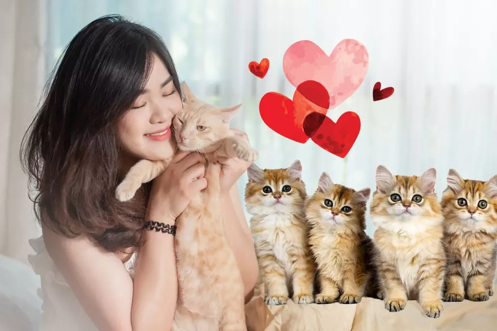 3 Purr-fect Ways to Celebrate Cat Lovers Week Near Grand Rapids