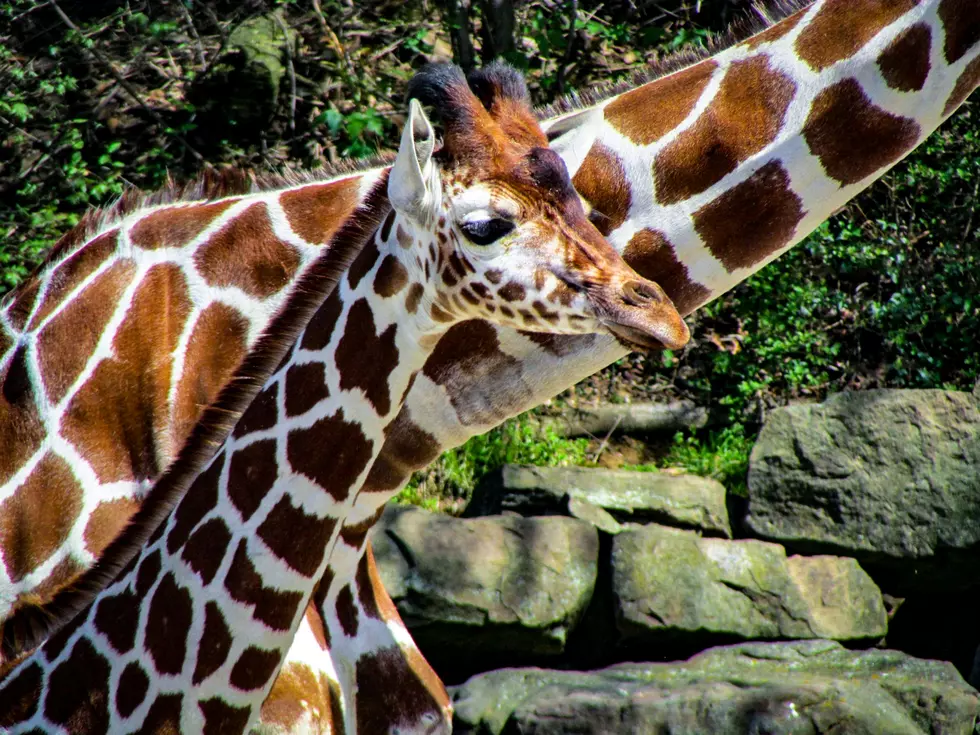 Detroit Zoo Euthanizes Baby Giraffe After Freak Accident